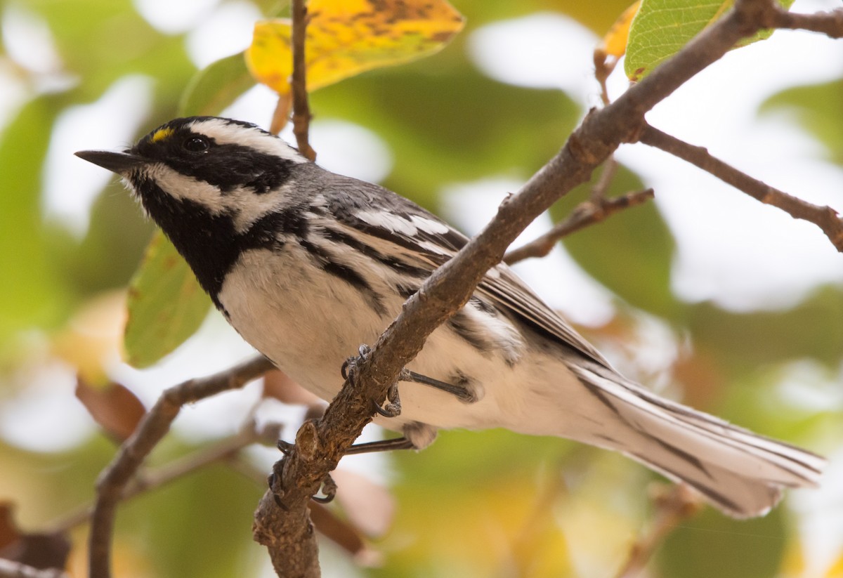 Black-throated Gray Warbler - ML96823741