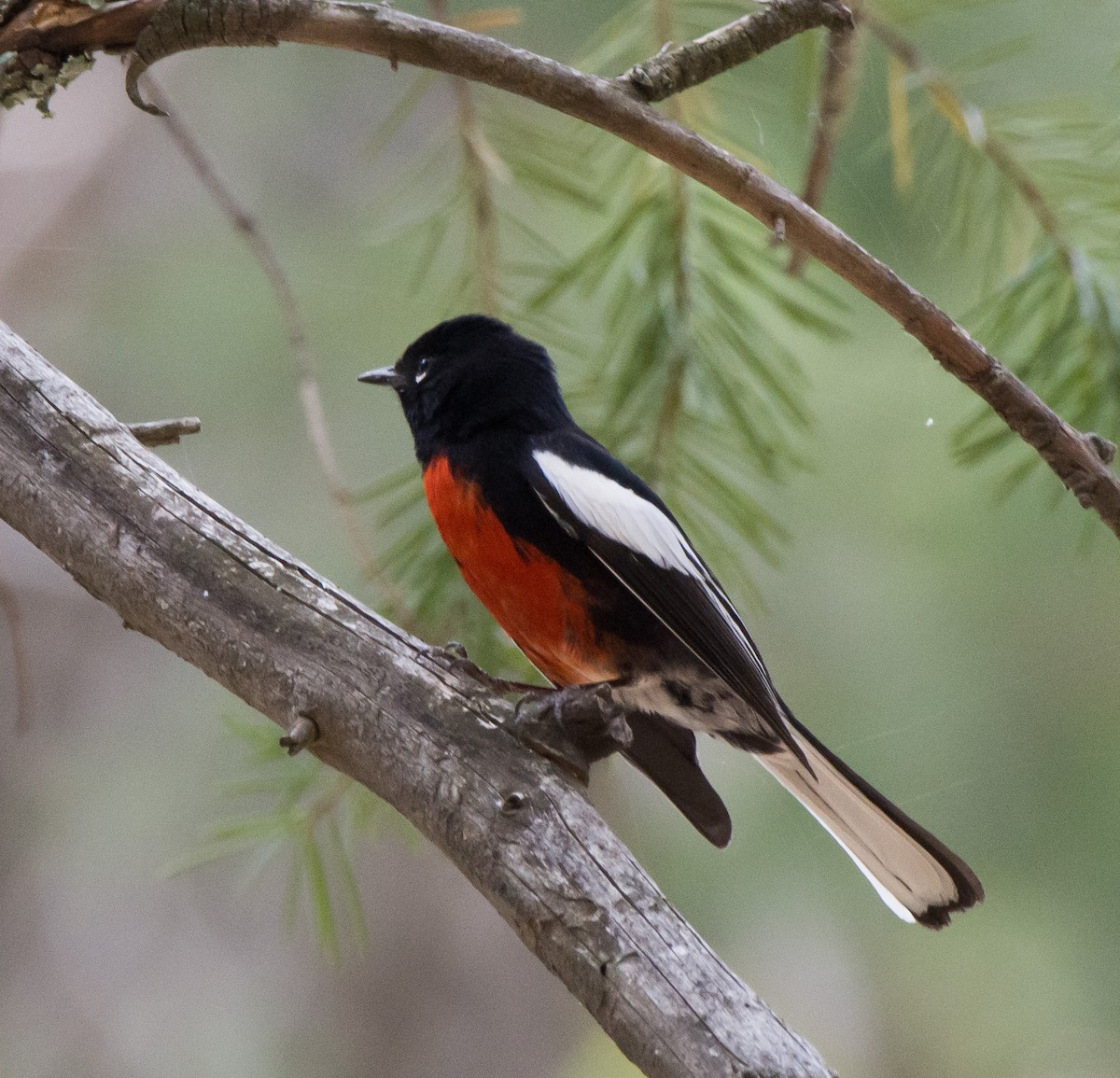 Painted Redstart - ML96823841