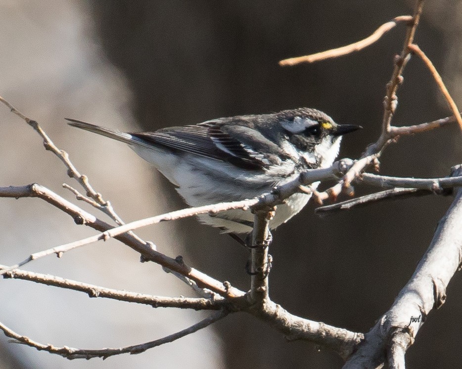 Black-throated Gray Warbler - Janeal W. Thompson