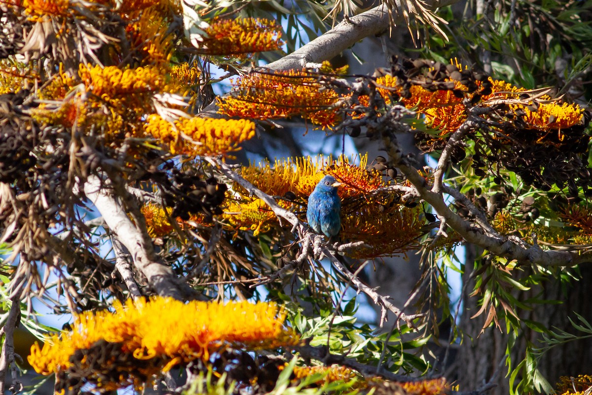 Indigo Bunting - ML96825421