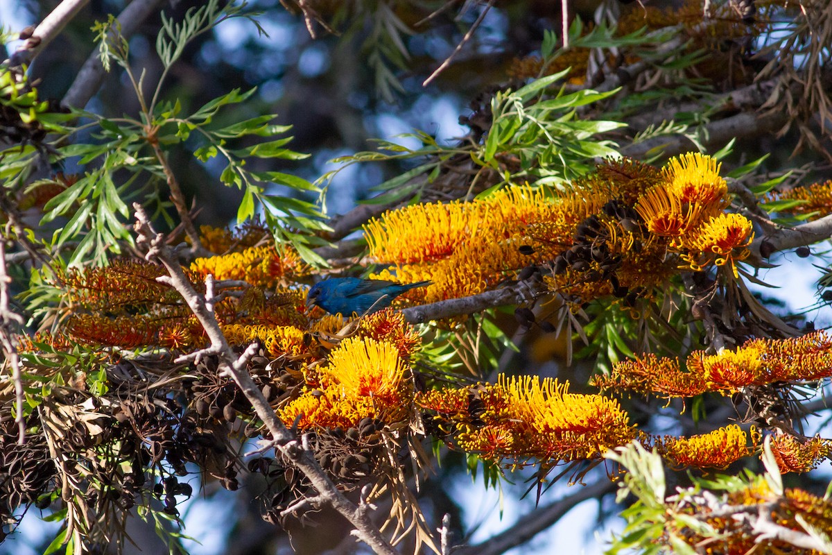 Indigo Bunting - ML96825431