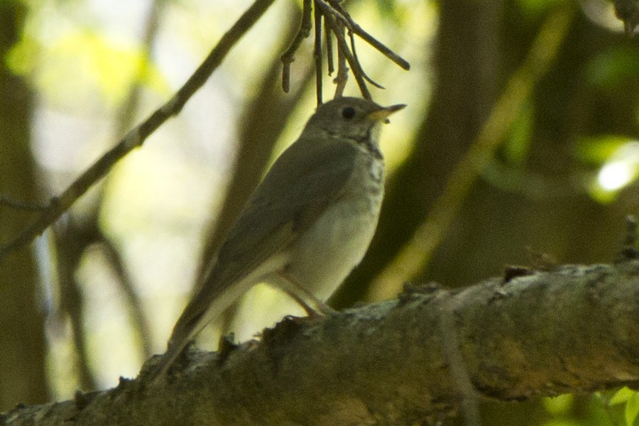 Gray-cheeked Thrush - ML96825791