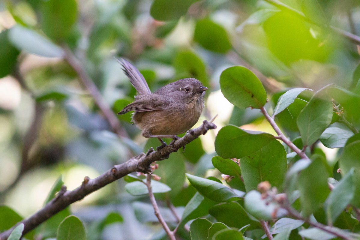 Wrentit - ML96826301