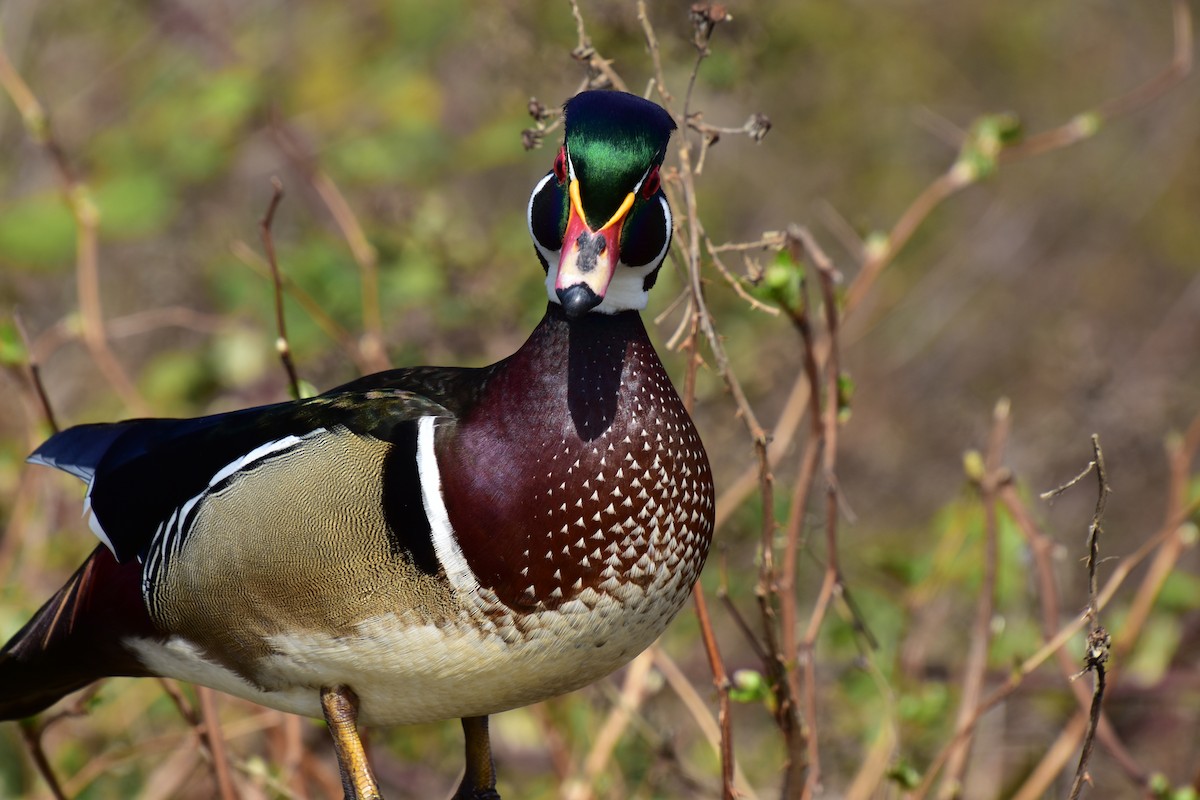 美洲鴛鴦 - ML96826631