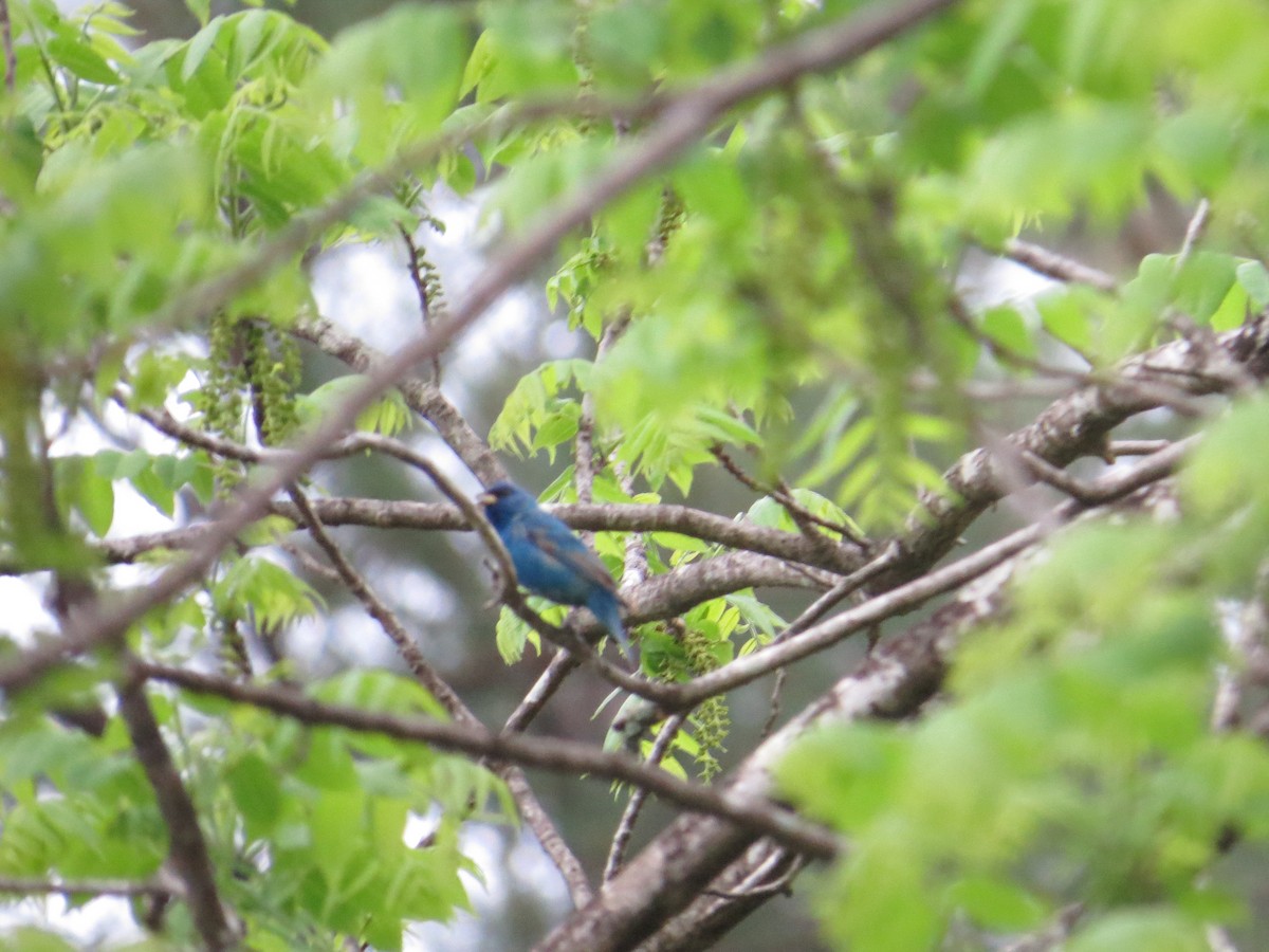 Indigo Bunting - ML96826941