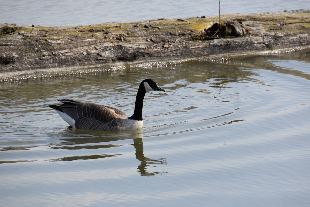 Canada Goose - ML96826991