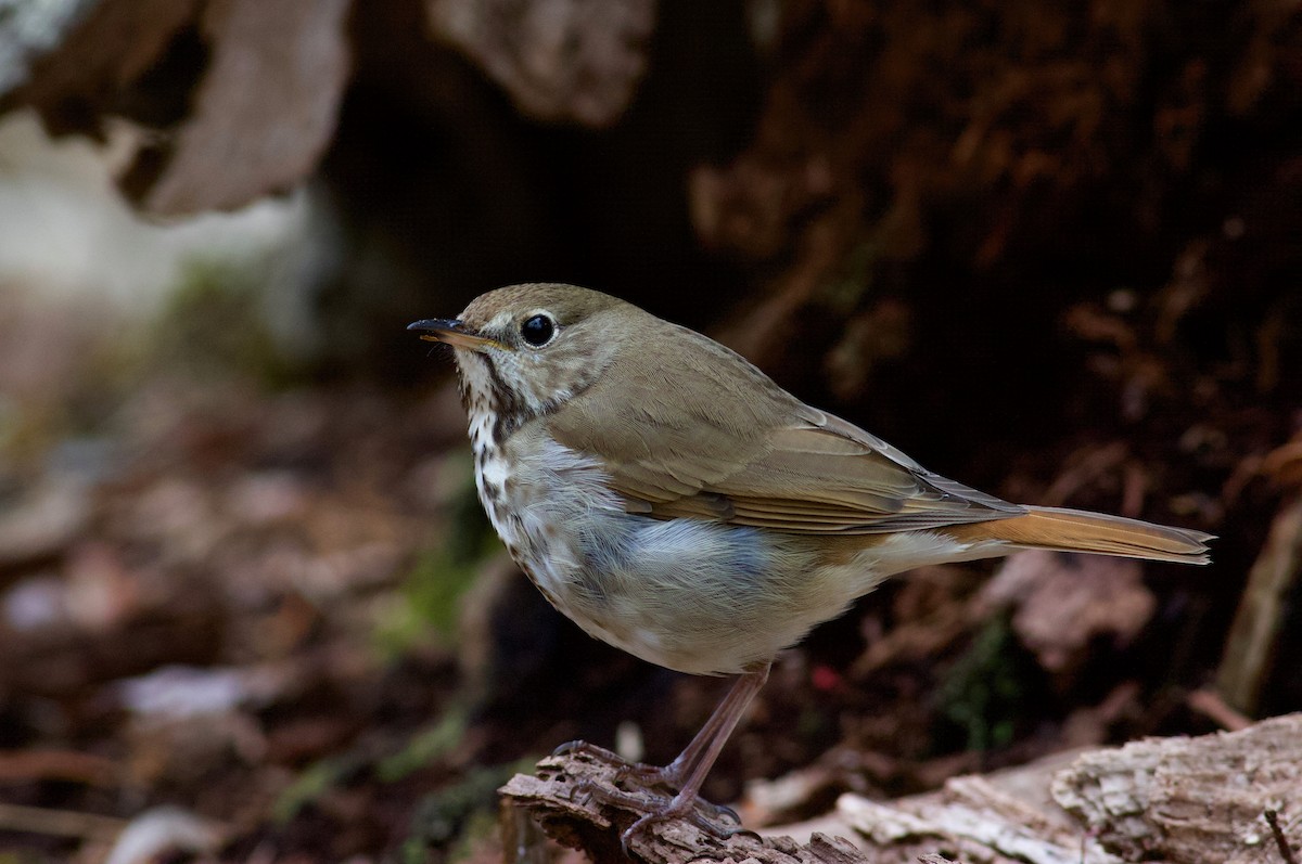 Hermit Thrush - ML96827311