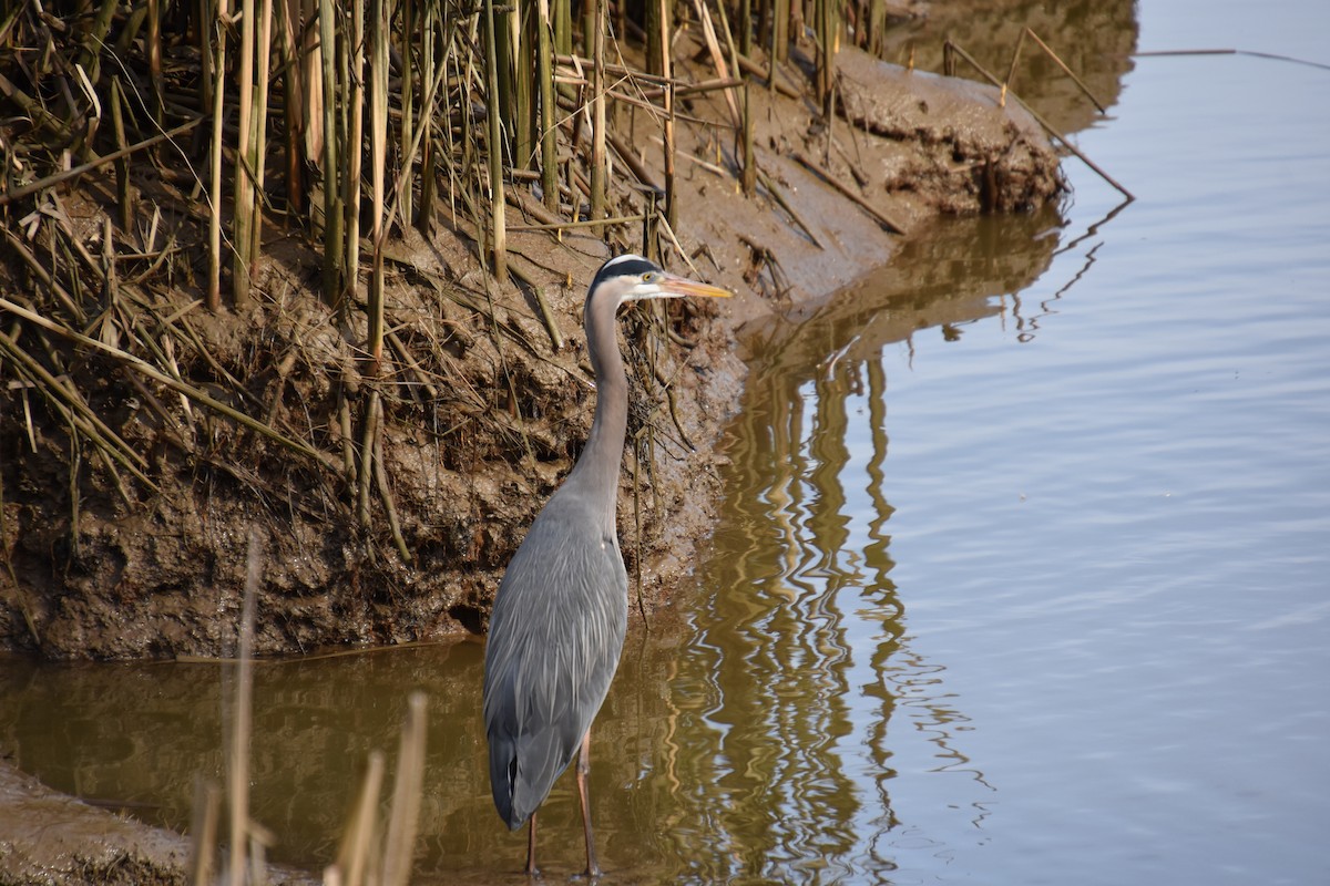 Great Blue Heron - ML96827371