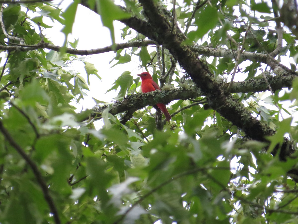 Summer Tanager - ML96827521