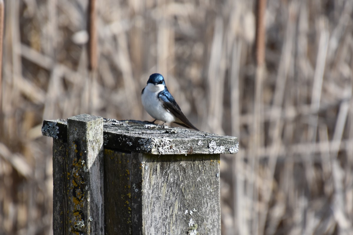 Tree Swallow - ML96827881