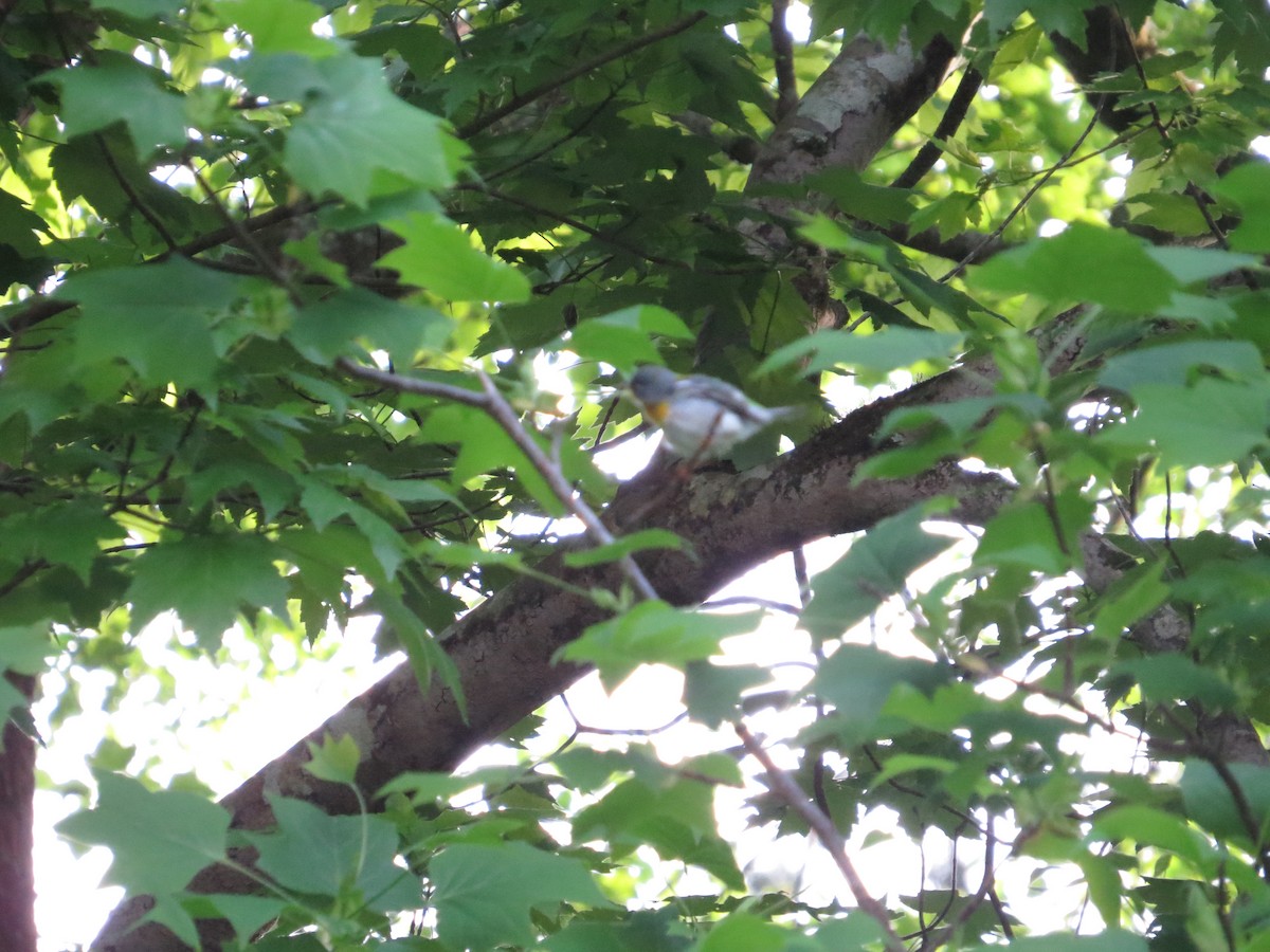Northern Parula - ML96827991