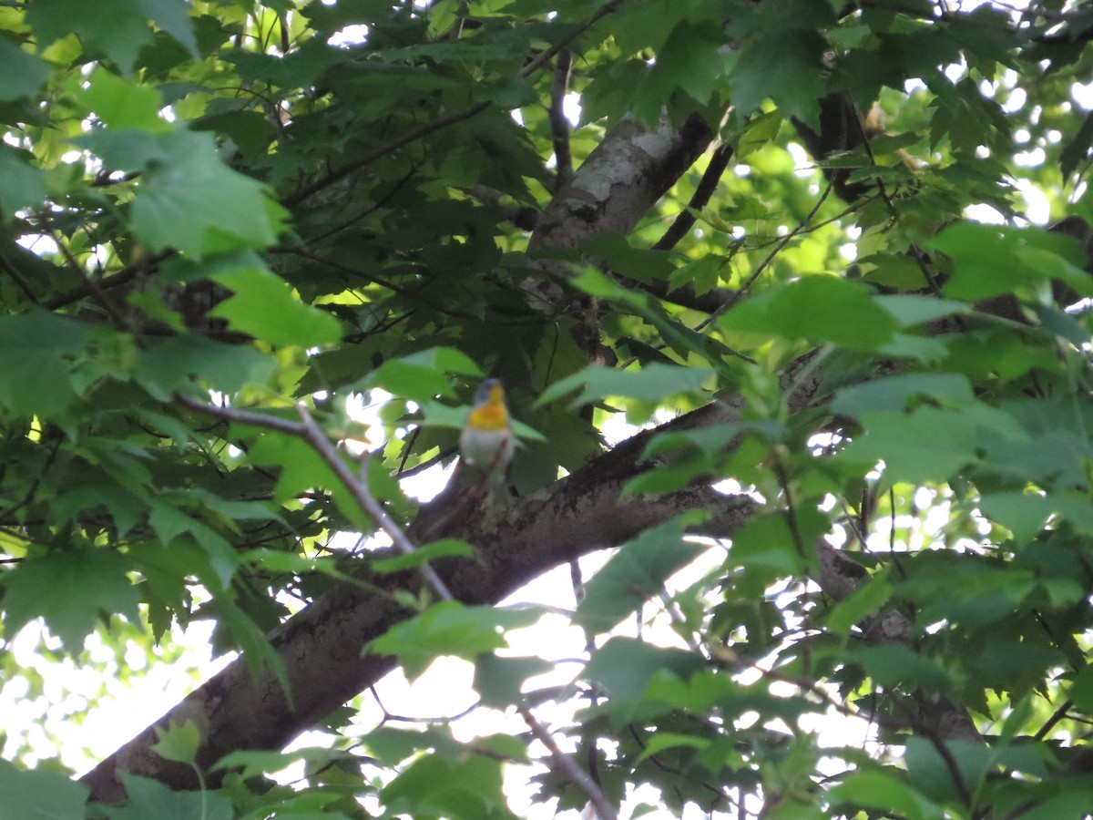 Northern Parula - ML96828001