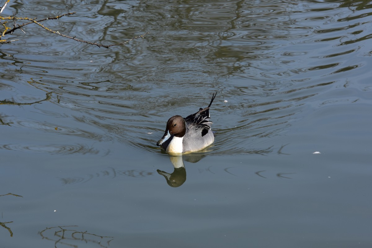 尖尾鴨 - ML96828541