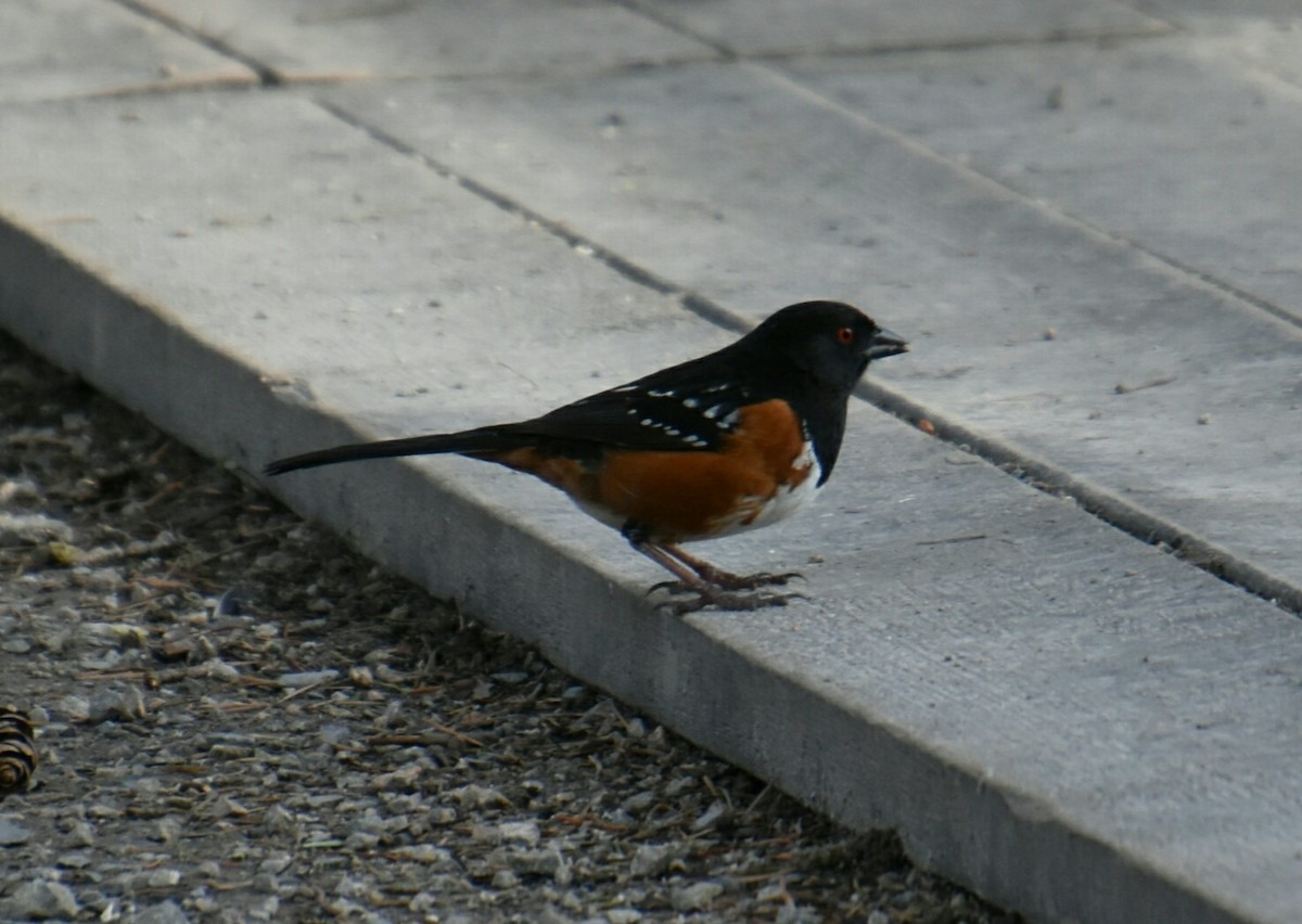 Spotted Towhee - ML96828871