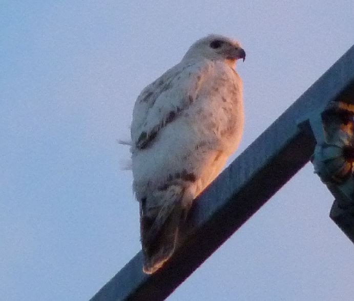 Red-tailed Hawk (umbrinus) - Bill Pranty