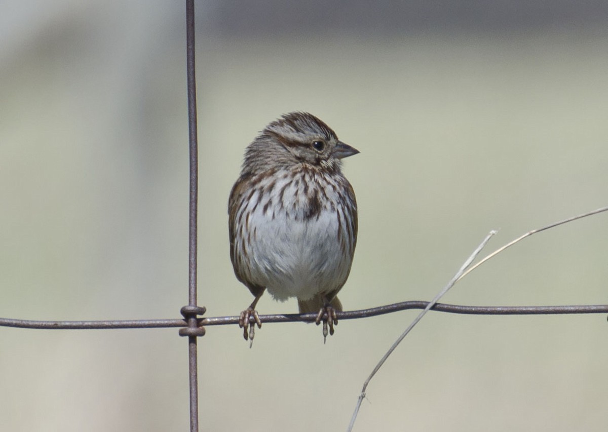 Song Sparrow - ML96829331