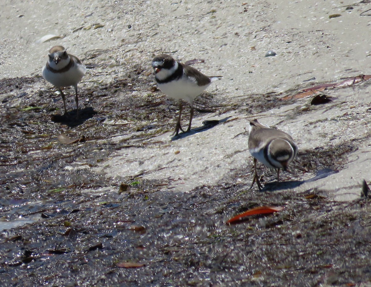 Semipalmated Plover - ML96829961