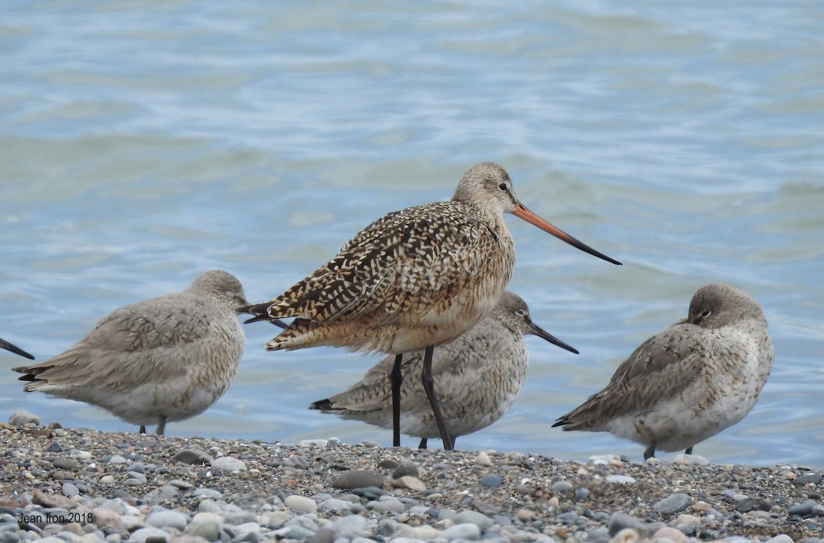 Marbled Godwit - Jean Iron