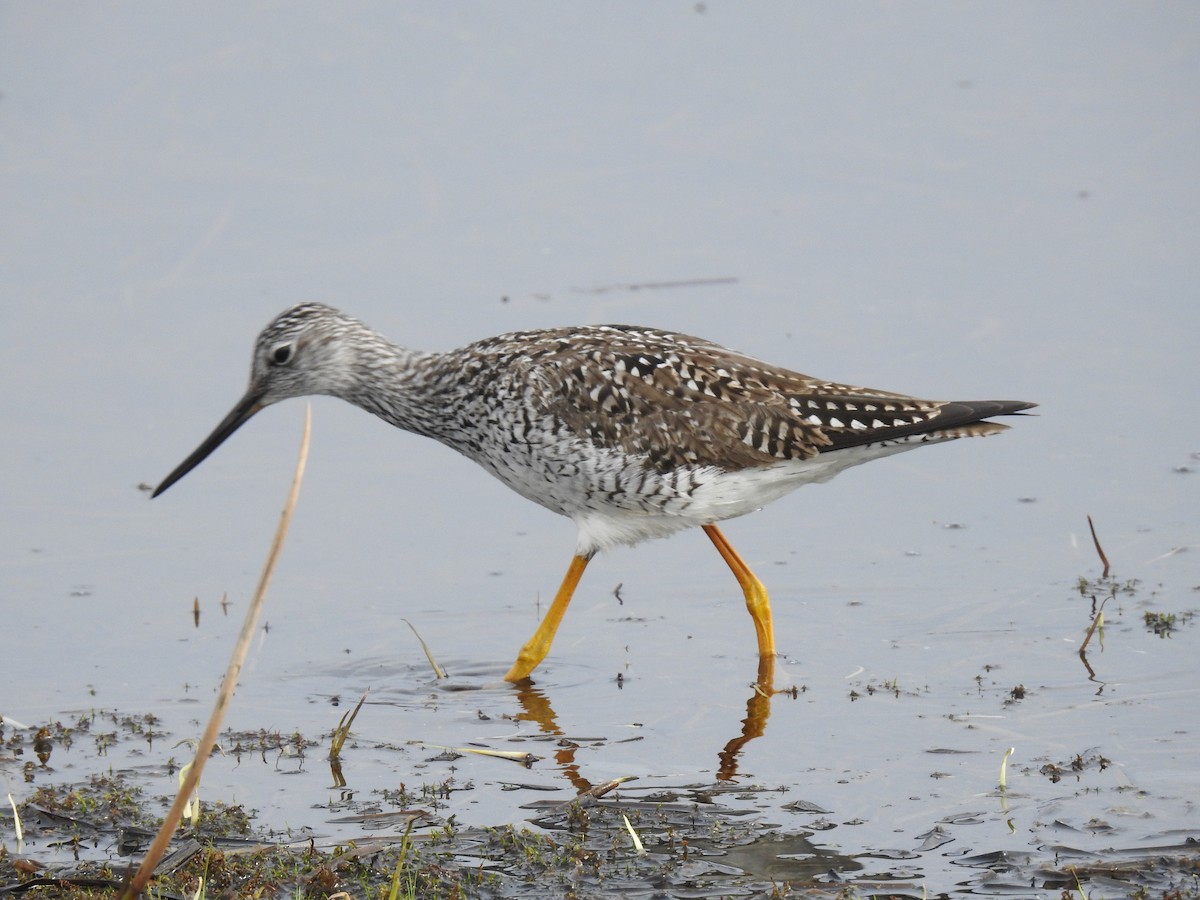 Greater Yellowlegs - ML96830791