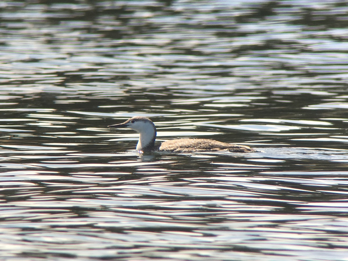 Red-throated Loon - ML96830831