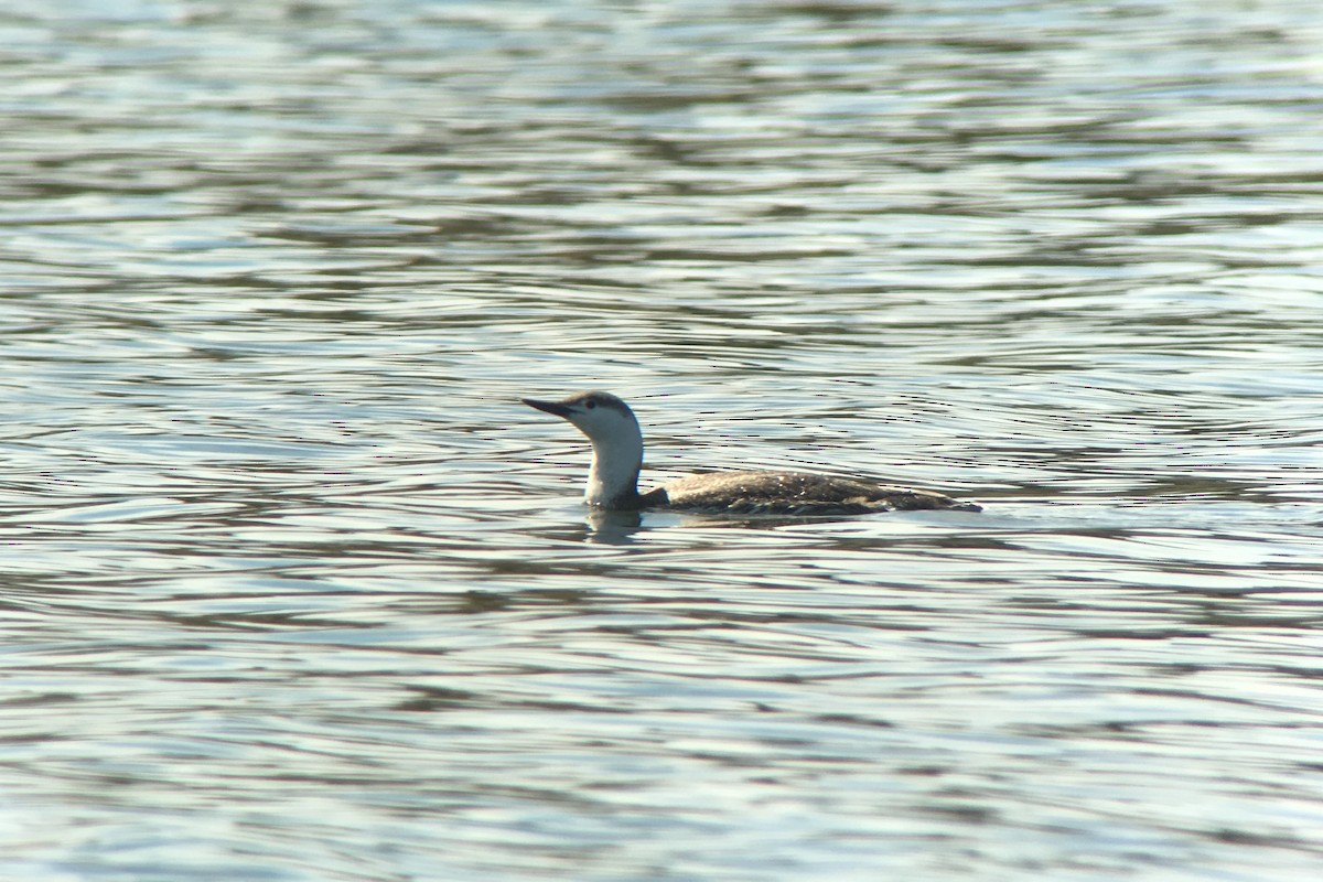 Red-throated Loon - ML96830841