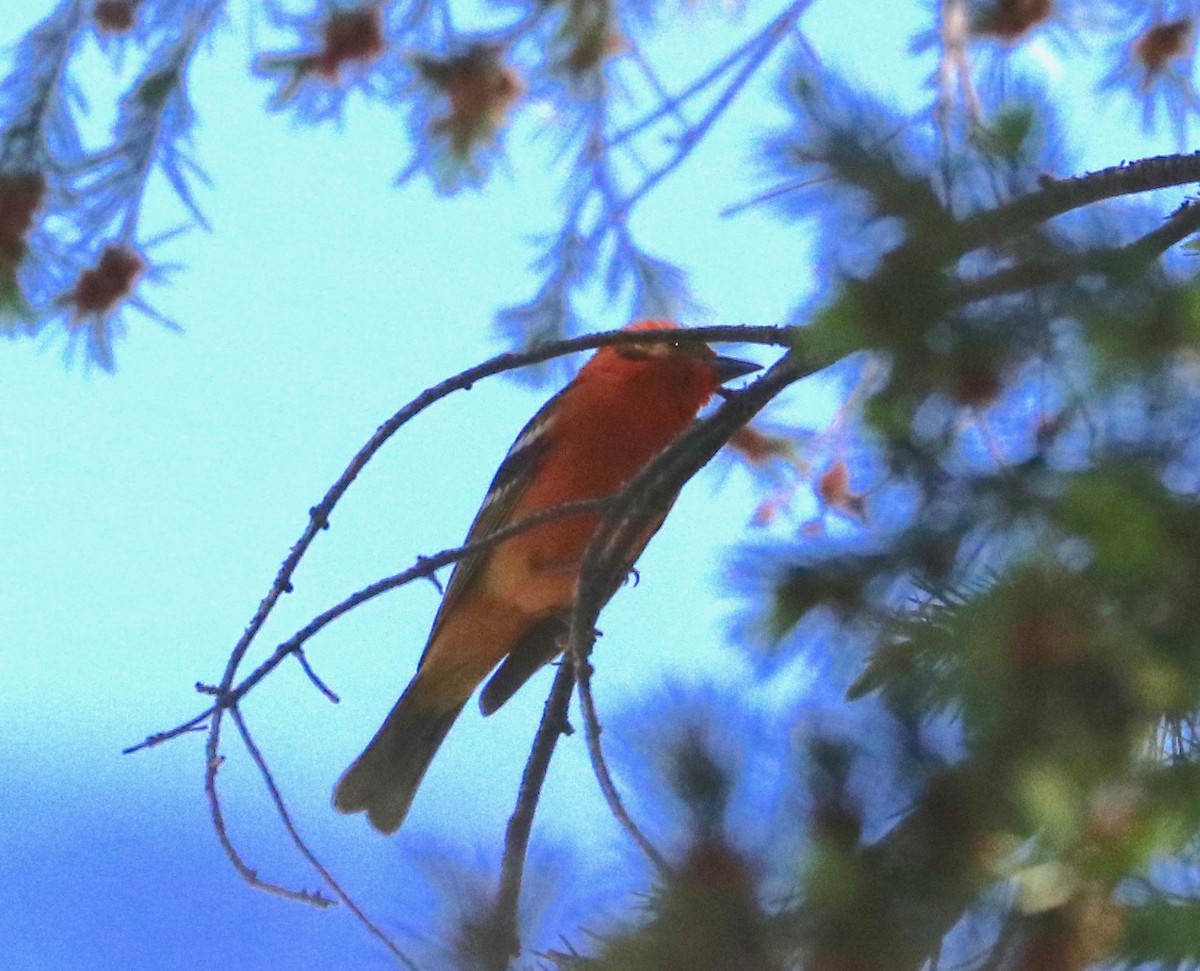 Flame-colored Tanager - ML96832691