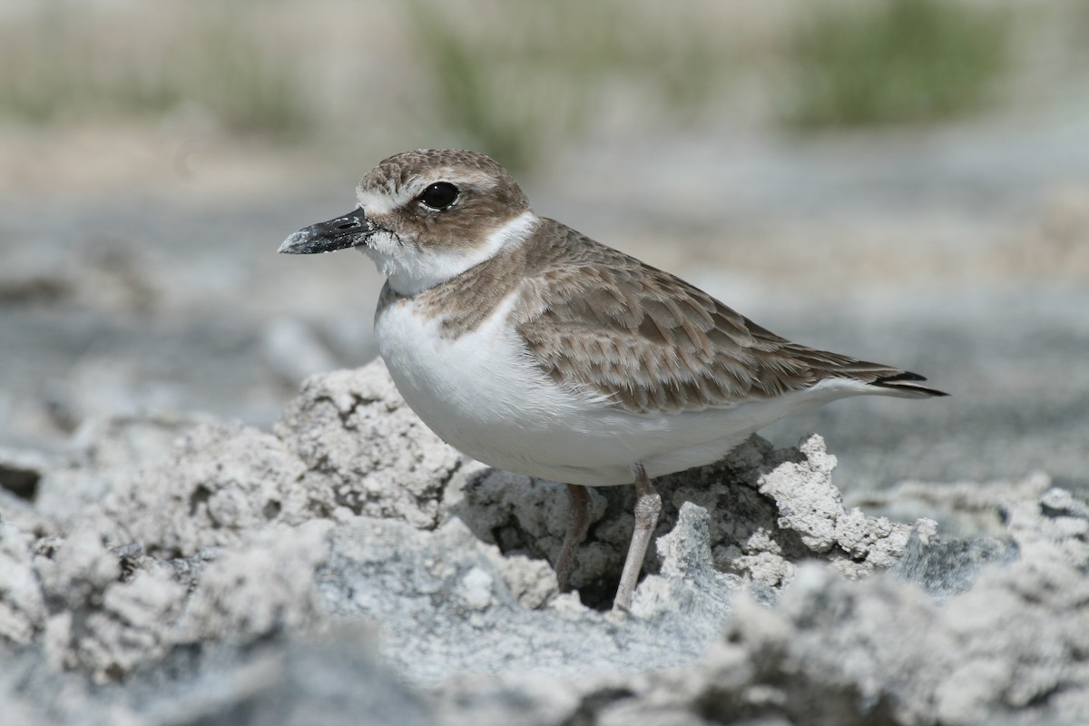 Wilson's Plover - Margo Zdravkovic