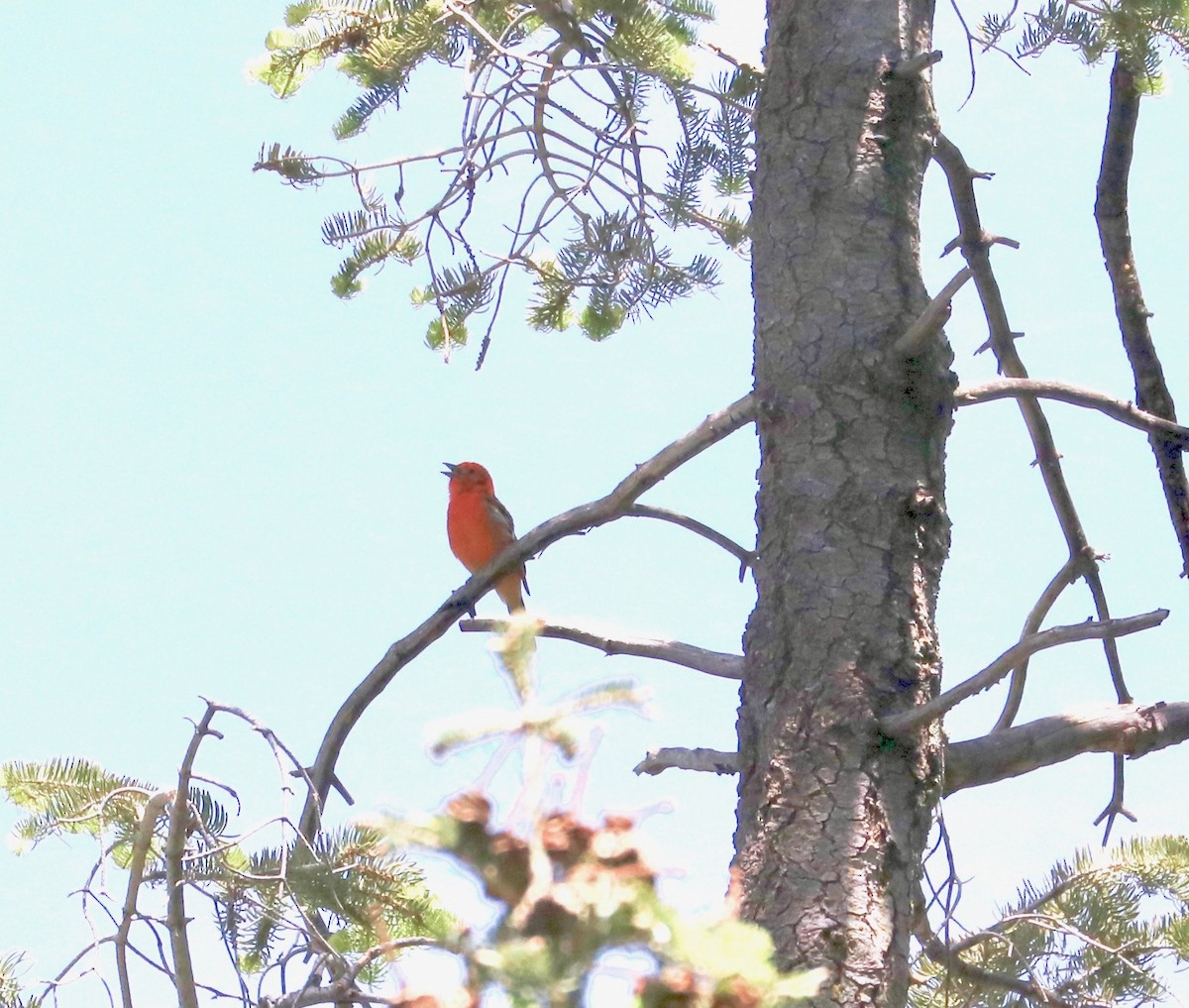 Flame-colored Tanager - ML96833381