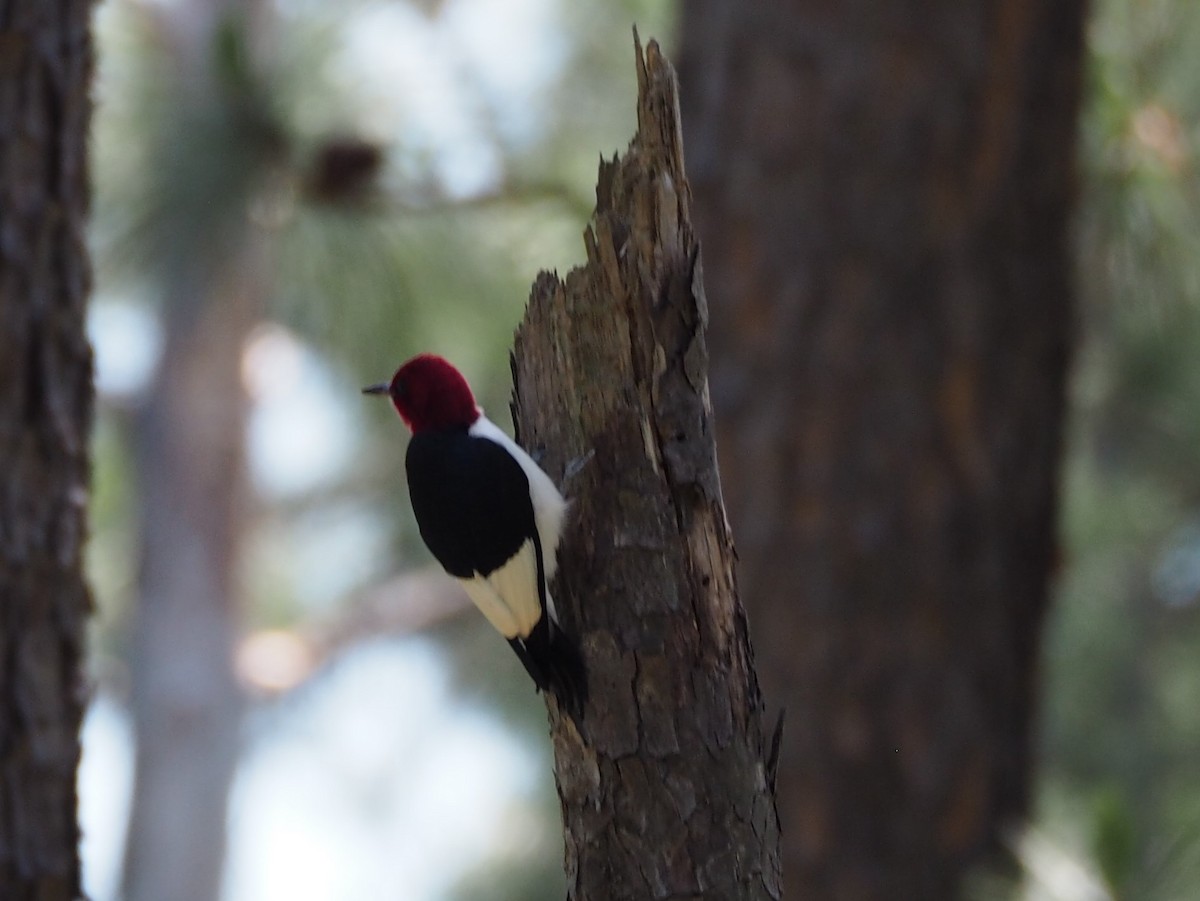 Red-headed Woodpecker - Jeff Sims