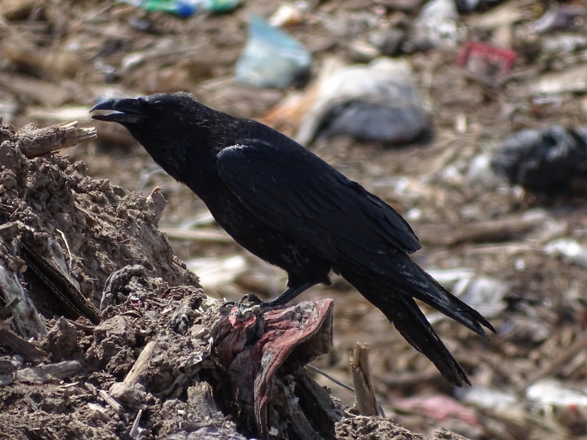 Chihuahuan Raven - ML96834441