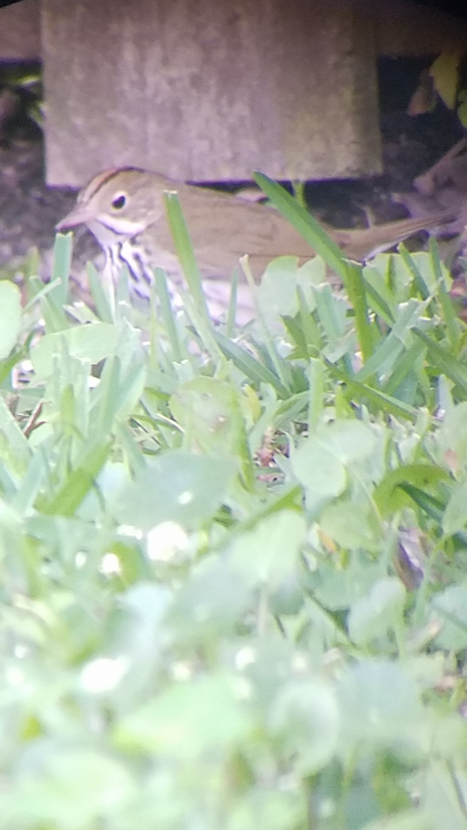 Ovenbird - ML96835441