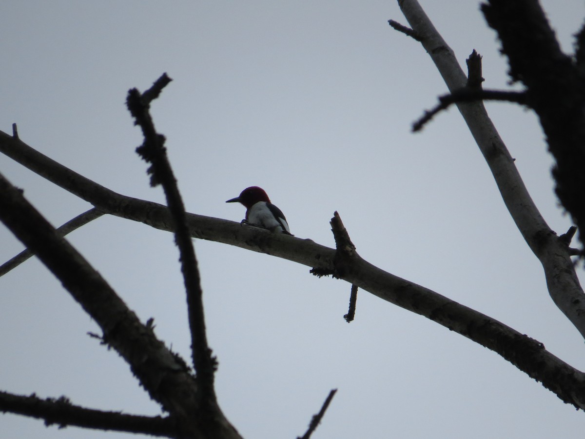 Red-headed Woodpecker - ML96836261