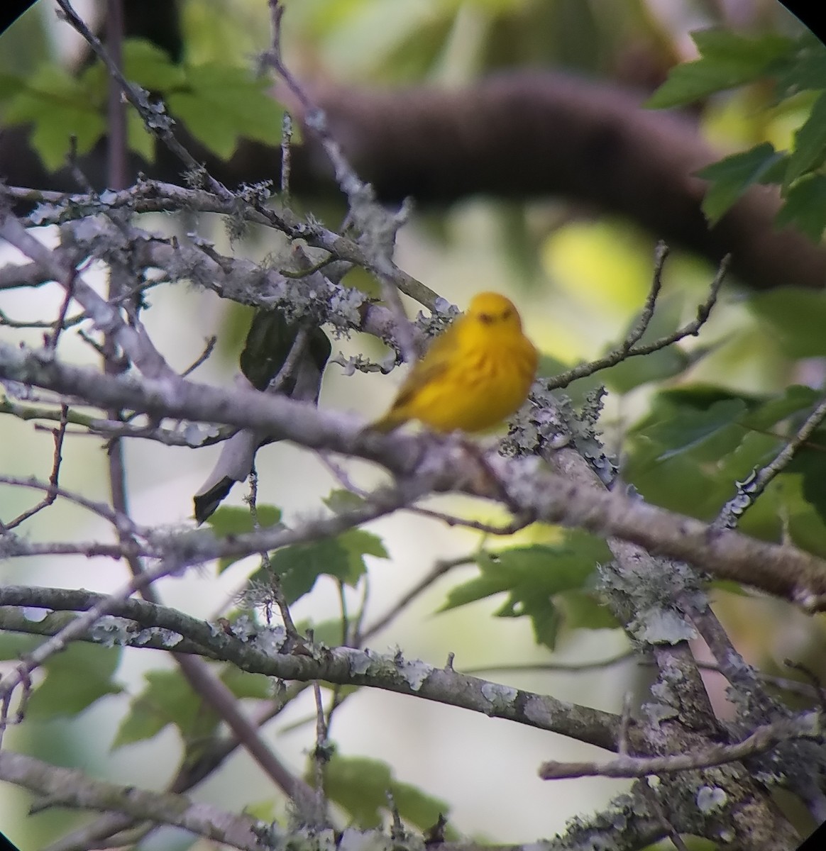 Yellow Warbler - ML96836481