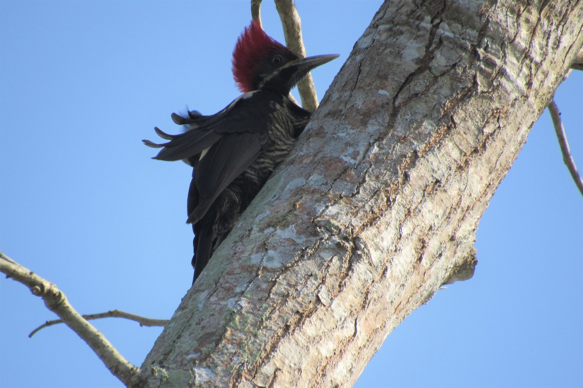 Lineated Woodpecker - ML96839241