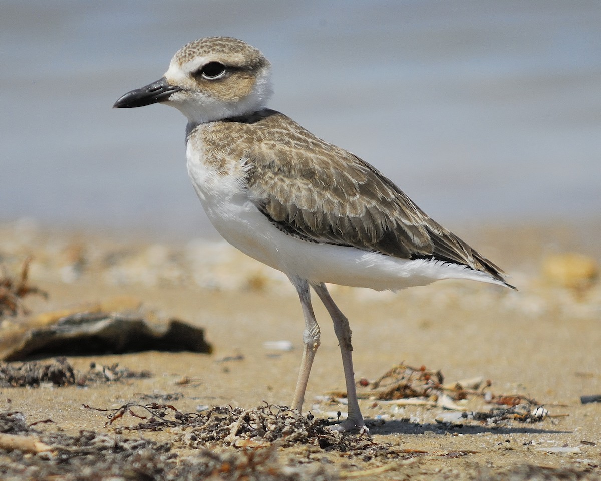 Wilson's Plover - ML96839971