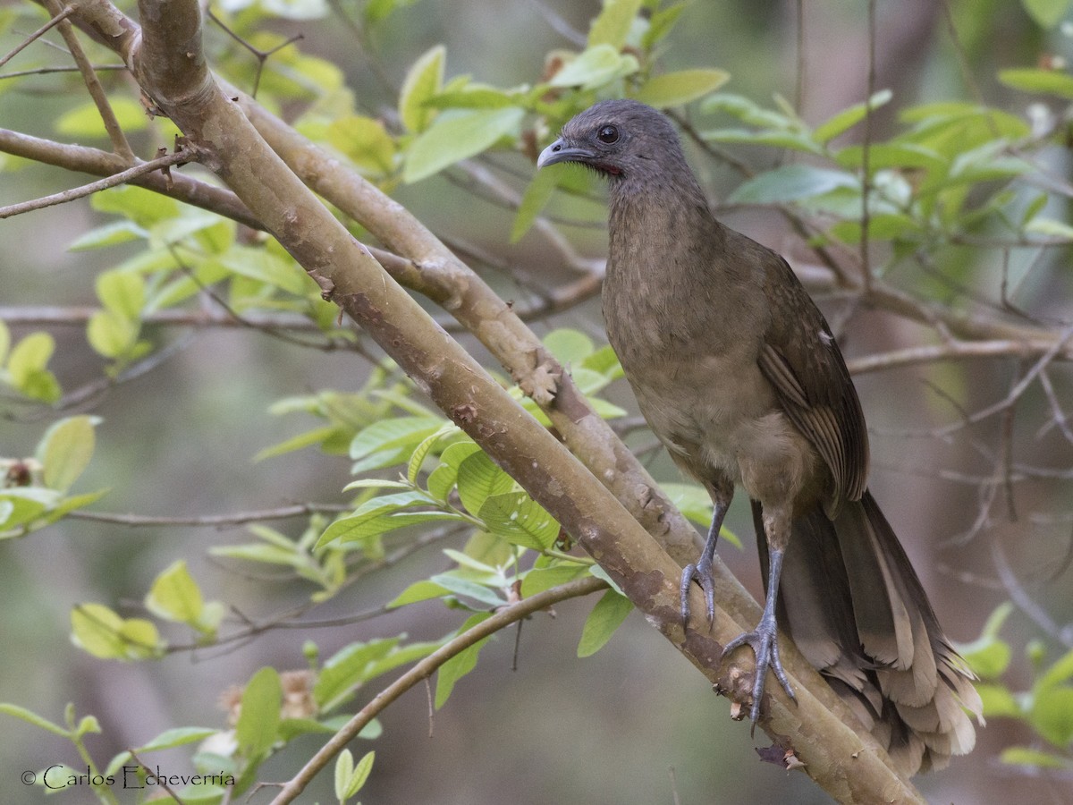 Chachalaca Norteña - ML96840571