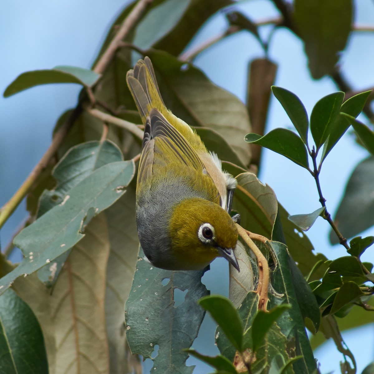 Graumantel-Brillenvogel - ML96843421