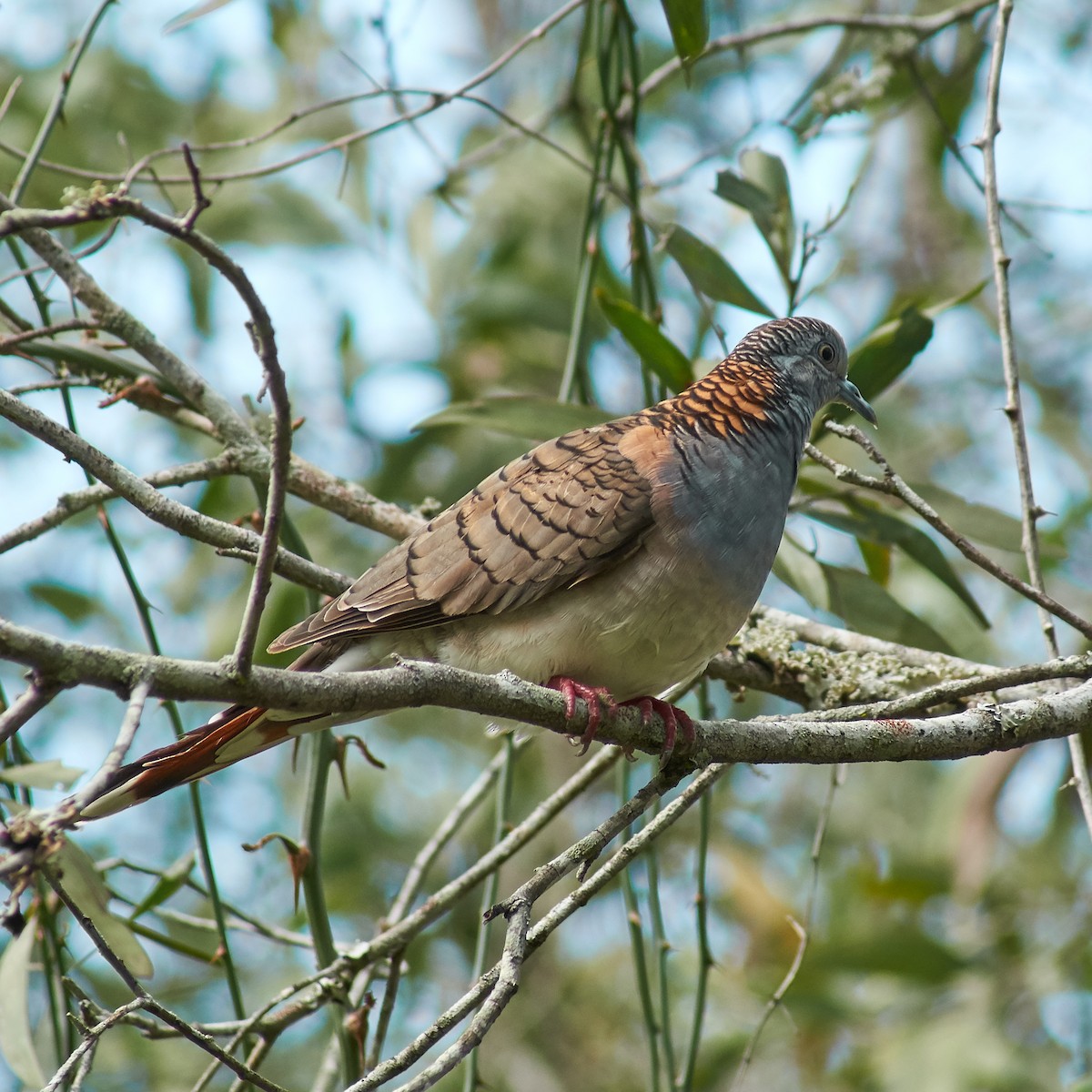 Bar-shouldered Dove - Sara Young