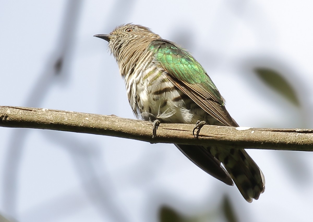 Shining Bronze-Cuckoo - Michael Rutkowski