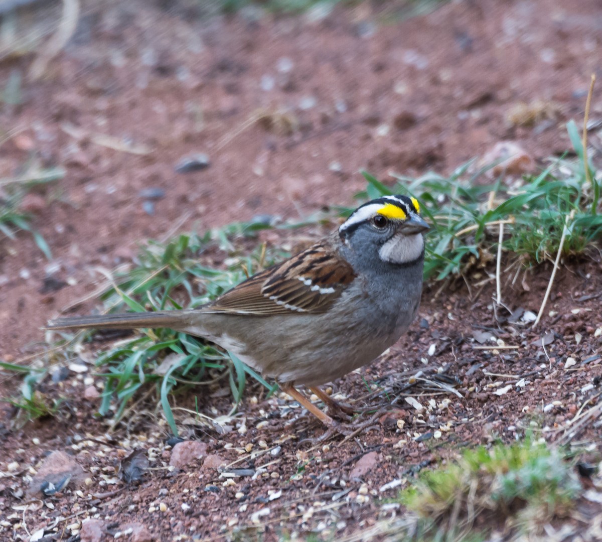 White-throated Sparrow - Jim Merritt