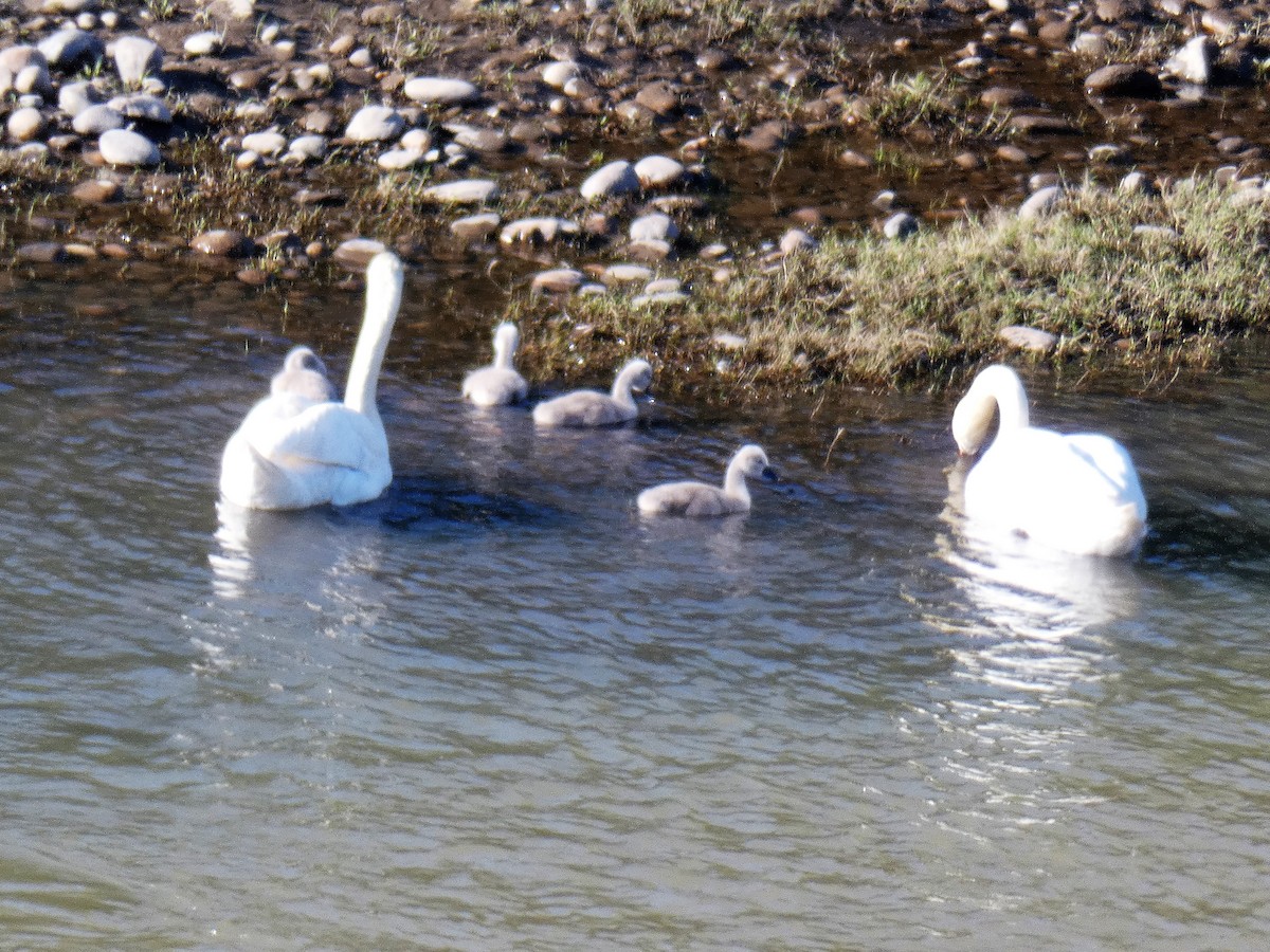 Cygne tuberculé - ML96845801