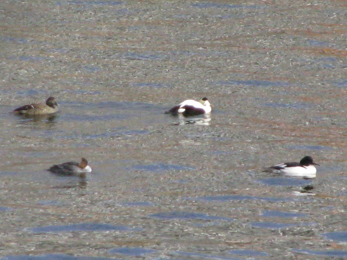 Common Merganser - ML96851021