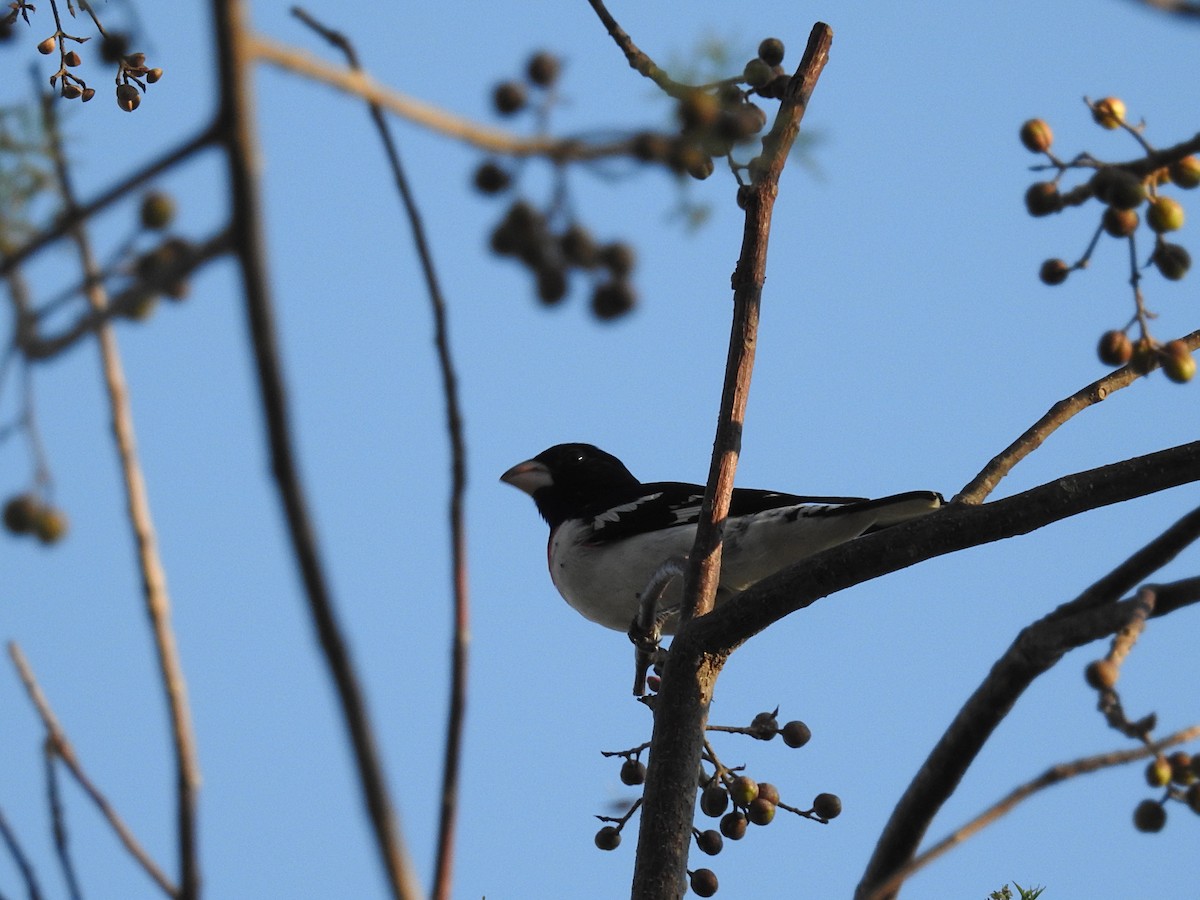 Rose-breasted Grosbeak - Rolando Tomas Pasos Pérez