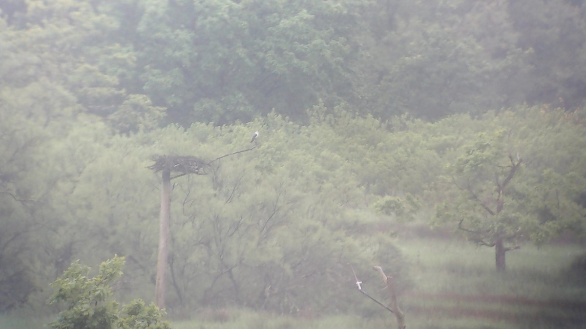 Black-winged Kite - ML96855801