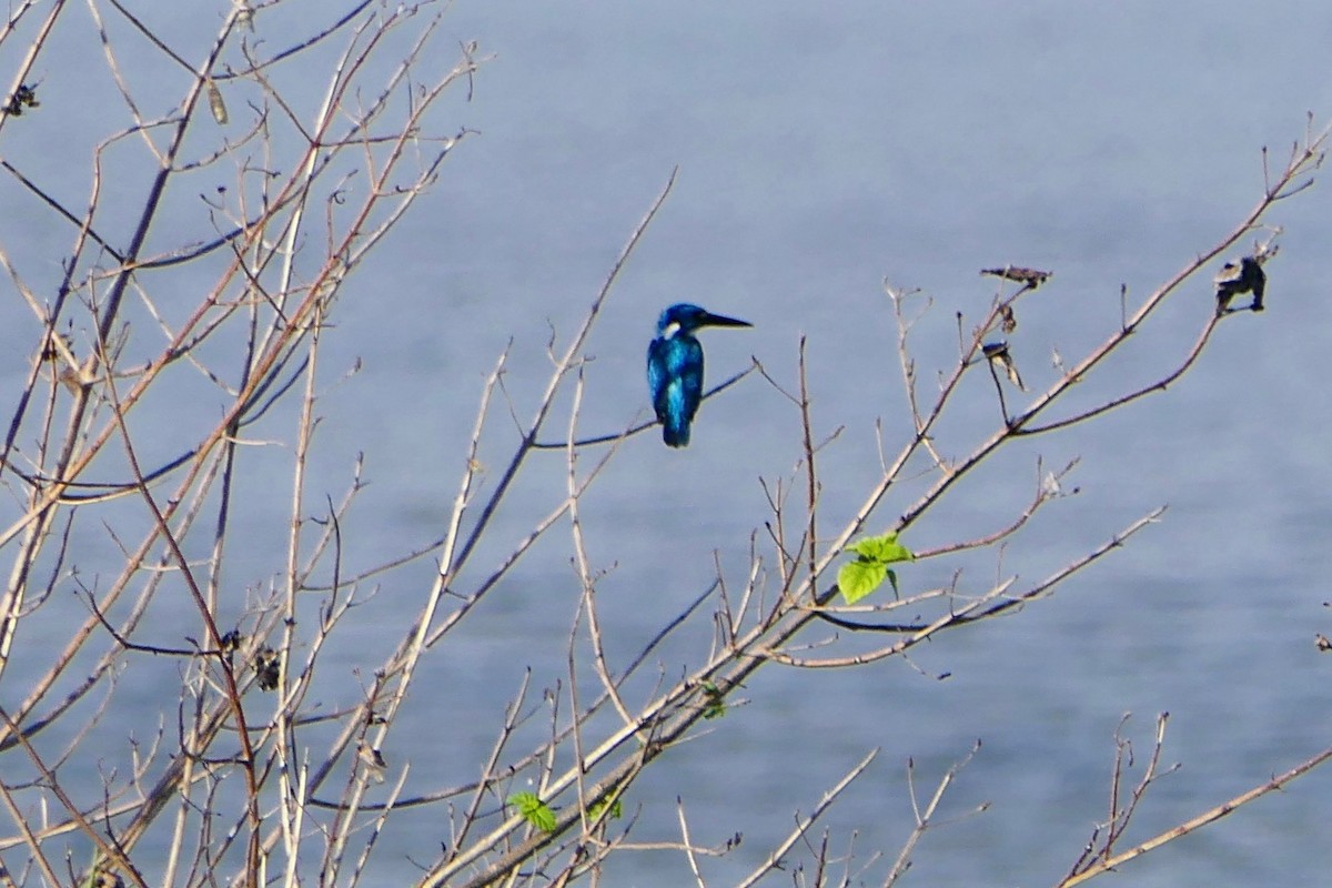 Small Blue Kingfisher - ML96856111