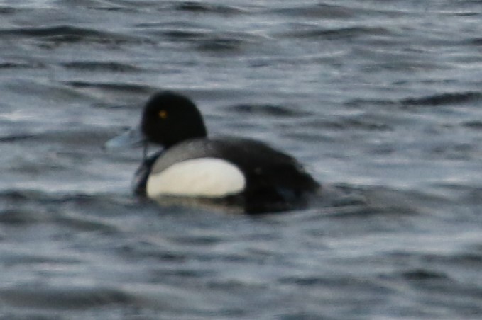 Greater Scaup - ML96857931