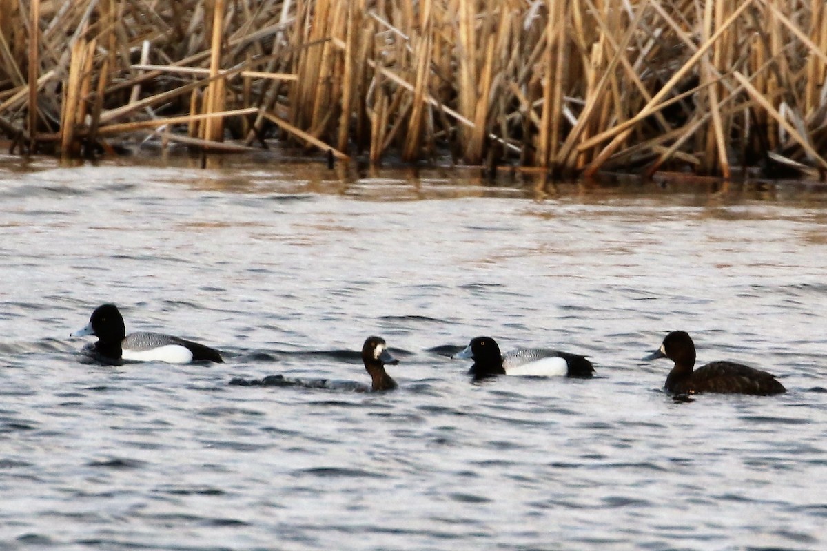 Greater Scaup - ML96857951