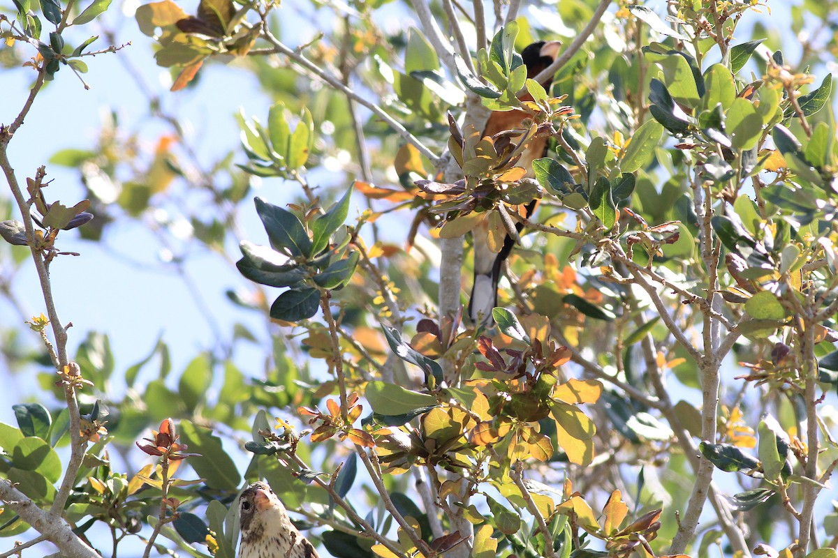 Rose-breasted/Black-headed Grosbeak - ML96858531