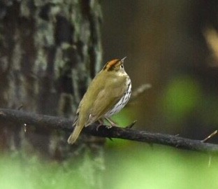 Ovenbird - ML96861281