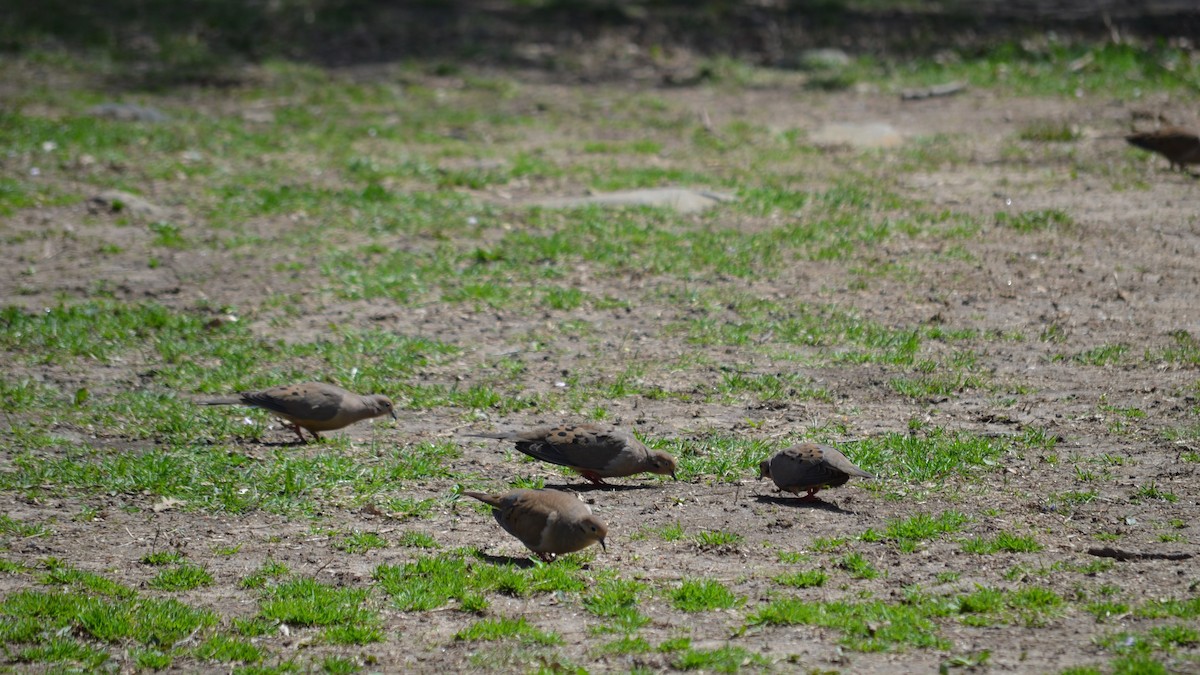 Mourning Dove - ML96862291